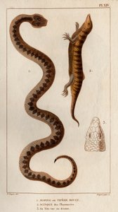 Aesping eller Red Vipere, Skink fra apoteker, hans hoved set ovenfor." Fauna des Mdecins eller historien om dyr og deres produkter af Hippolyte Cloquet" - bind 6 - 1825. af Hippolyte Cloquet