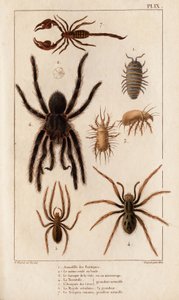 Amardille af butikkerne, Sascopte af fnat, Tarantula, Araignee af scaves, Mygale, Scorpio.