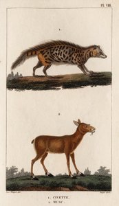 Civet og Musk." "Fauna des Mdecins eller historien om dyr og deres produkter af Hippolyte Cloquet" - bind 6 - 1825. af Hippolyte Cloquet