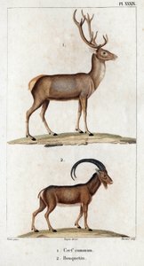 Hjorte og stenbukke." "Fauna des Mdecins eller historie om dyr og deres produkter af Hippolyte Cloquet" - bind 6 - 1825.