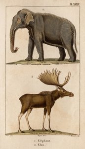 Elephant and Elan." "Fauna des Mdecins eller historien om dyr og deres produkter af Hippolyte Cloquet" - bind 6 - 1825.