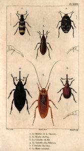 Cikorie-mylabraen, ærtsnudebillen, hvedegitteret, palmegitteret, Hitch Bacchus, den orientalske kakerlak i ""Fauna of Doctors or the History of Animals and their Products by Hippolyte Cloquet"" - bind 6 - 1825. af Hippolyte Cloquet