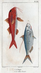 Rouget og Caillou-Tassart (Caillou Tassart). I ""Fauna des Medecins eller historien om dyr og deres produkter af Hippolyte Cloquet"" - bind 6 - 1825. af Hippolyte Cloquet