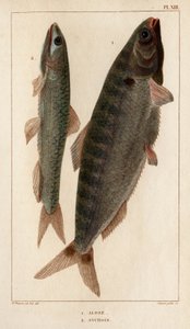 Shad and Ansjos." "Fauna des Mdecins eller historie om dyr og deres produkter af Hippolyte Cloquet" - bind 6 - 1825. af Hippolyte Cloquet