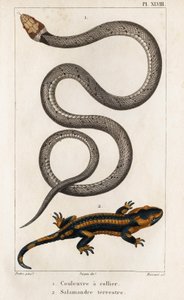 The Collared Snake, Land Salamander." "Fauna des Médecins or History of Animals and their Products by Hippolyte Cloquet" - Bind 6 - 1825.