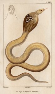 Najaen eller hugormen har briller." "Fauna des Mdecins eller historien om dyr og deres produkter af Hippolyte Cloquet" - bind 6 - 1825. af Hippolyte Cloquet