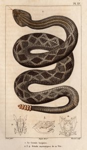 Klapperslangen vil drikke, anatomiske detaljer om hans hoved."" Fauna af læger eller historie om dyr og deres produkter af Hippolyte Cloquet"" -