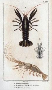 Den almindelige krebs, Palemon har så tænder eller rejer, hans hoved ses nedenfor.