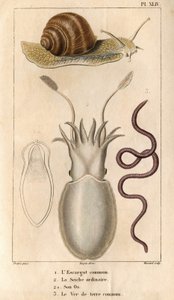 Den almindelige snegl, den almindelige blæksprutte, dens knogler, den almindelige regnorm.i "" Dokkens fauna eller dyrenes historie og deres produkter af Hippolyte Cloquet""" - bind 6 - 1825.