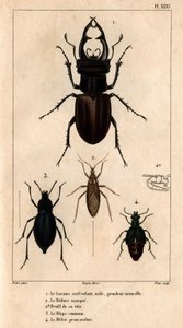 Handrage ovenlysvindue, naturlig størrelse, Reduve-masken, de almindelige blaps, proscarabee Meloe i "" Fauna af læger eller historie af dyr og deres produkter af Hippolyte Cloquet"" - bind 6 - 1825.