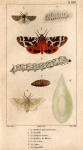 Procession Bombyce, dens larve, Marten Bombyce, Murier Bombyce, Silkeormen, dens skrog, dens chrysalide.in "" Fauna af læger eller historie om dyr og deres produkter af Hippolyte Cloquet"" -