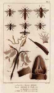 Forskellige bier." "Fauna des Mdecins eller historien om dyr og deres produkter af Hippolyte Cloquet" - bind 6 - 1825. af Hippolyte Cloquet