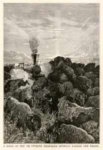 En flok på ti eller tolv tusinde bøfler spærrede sporet, fra Around the World in Eighty Days af Jules Verne (1828-1905), indgraveret af Louis Prevost, 1873