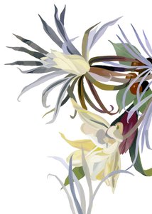 Elegante, skæglignende blomster.