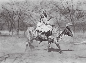 Afrika: Aulad Hamid okse-rytter (s/h-foto) af Hugo Adolf Bernatzik