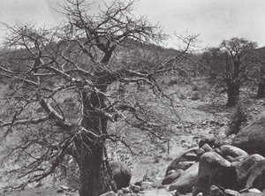 Afrika: Baobab-træ, Dar Nuba (s/h-foto) af Hugo Adolf Bernatzik