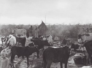 Afrika: Kvægkraal på bredden af Bahr el Zeraf (s/h-foto) af Hugo Adolf Bernatzik