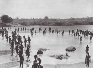 Afrika: Morus bygger en bro nær Amadi (s/h-foto) af Hugo Adolf Bernatzik