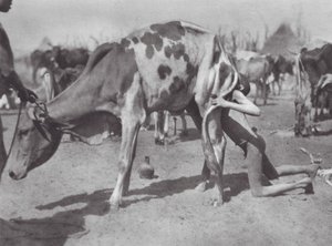 Afrika: Nordlig dinka blæser en ko (s/h-foto)