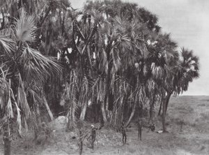 Afrika: Nuer-jægere i et palmetræ (s/h-foto) af Hugo Adolf Bernatzik