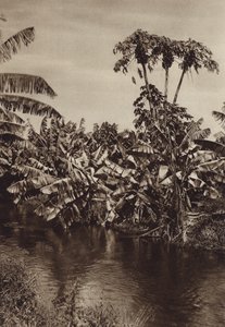 Mexico: Bananer og papaya, Vera Cruz State (s/h-foto) af Hugo Brehme