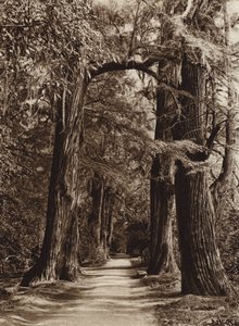 Mexico: Hovedstaden Mejico, Chapultepec Park, Alameda de los Filosofos (s/h-foto) af Hugo Brehme