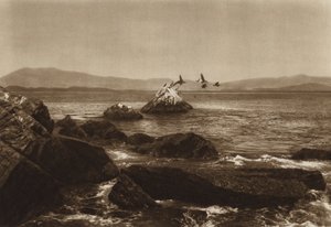 Mexico: Manzanillo-kysten, Pelicanos, Colima State (s/h-foto) af Hugo Brehme