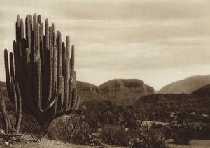 Mexico: Cuicatian, "Cereus candelabrum" (s/h-foto)