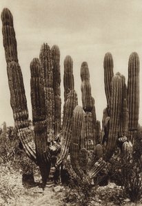 Mexico: Guaymas, "Cereus Pringlei", Estado Sonora (s/h-foto)