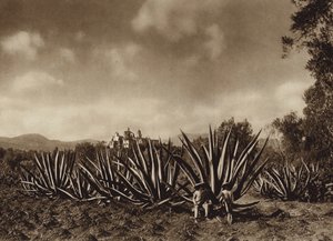 Mexico: Omgivelserne omkring Tepepam med agave-mark (s/h-foto) af Hugo Brehme