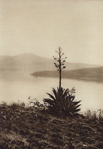 Mexico: Chapala-søens bred med blomstrende agaver (s/h-foto) af Hugo Brehme