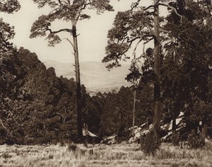 Mexico: Vildt panorama ved foden af Pico de Orizaba (s/h-foto) af Hugo Brehme