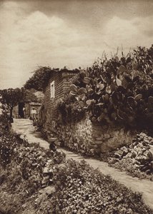 Mexico: Malerisk hjørne i San Angel D F (s/h-foto) af Hugo Brehme