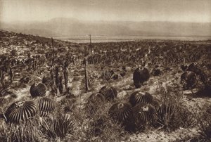 Mexico: Sierra de Tehuacan, I den forreste del "Echinocactus grandis" (s/h-foto) af Hugo Brehme