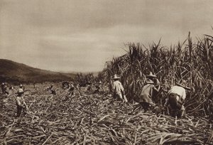 Mexico: Tamasopo, høst af sukkerrør (s/h-foto) af Hugo Brehme