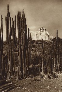 Mexico: Zapottlan, "Cereus bavosus" (s/h-foto) af Hugo Brehme