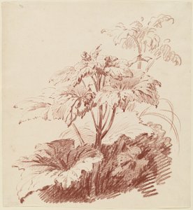 Blomstrende Plante med Knopper af I Jean Baptiste Hüet