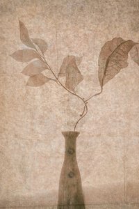 Delikate Sepia Botanicals