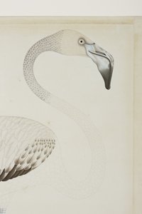 En flamingo, detalje, ca. 1780 (ugennemsigtigt wc på papir) af Indian School
