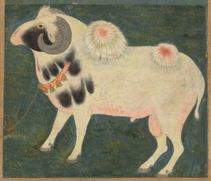 En kongelig vædder med guldkæde, ca. 1585 (ugennemsigtig akvarel & guld på papir) af Indian School