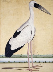 En stork med åbent næb, ca. 1780 af Indian School