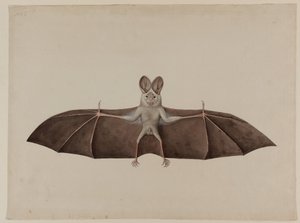 Asiatisk mindre falsk vampyrflagermus, ca. 1790 af Indian School