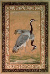 Traner af Mansur, Jahangir-perioden, mogul af Indian School