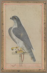 Falcon, ca. 1770 (dækkende akvarel på papir) af Indian School