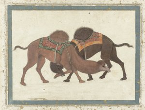 Kampende kameler, ca. 1680-1700 af Indian School