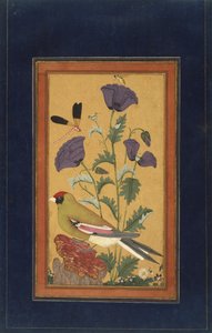 Finke, valmuer, guldsmede og bi, 1650-70 (ugennemsigtigt wc og guld på papir) af Indian School