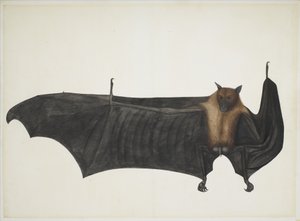 Great Indian Fruit Bat, ca. 1777-82 (blyant, blæk og akvarel på papir) af Indian School