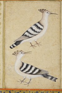 Hoopoes, ca. 1590 (ugennemsigtigt wc & guld på papir) af Indian School
