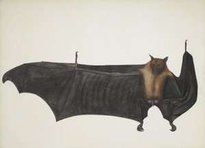 Indian Flying Fox også kendt som Great Indian Fruit Bat, Pteropus Giganteus, c1800. af Indian School