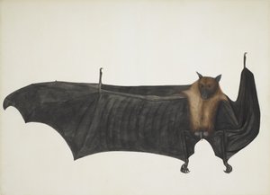 Indian Flying Fox også kendt som Great Indian Fruit Bat; Pteropus Giganteus, ca. 1800 (håndfarvet gravering) af Indian School
